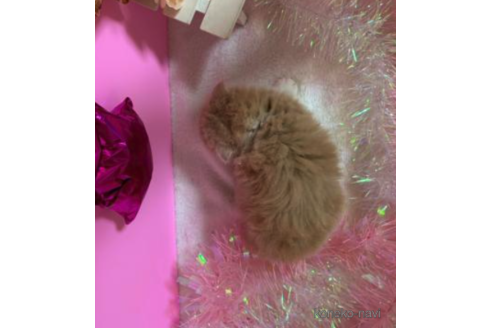 成約済の大阪府のスコティッシュフォールド(折れ耳)-68360の4枚目